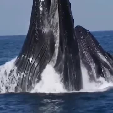 Whales are singing in a blue sea