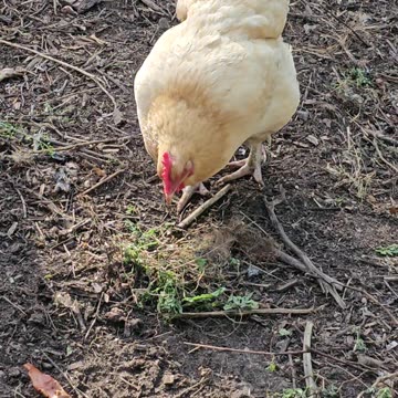 OMC! Orpington chickens peck and scratch one evening with the relentless angry Starling!