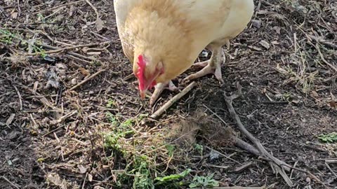 OMC! Orpington chickens peck and scratch one evening with the relentless angry Starling!