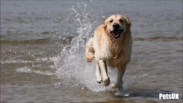 Enjoying the Water
