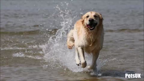 Enjoying the Water