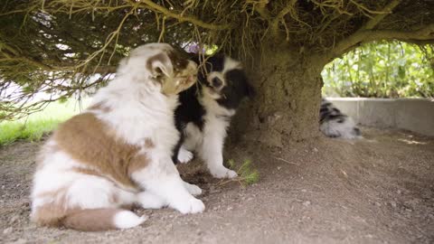 A pair of cute little puppies plays with tree branches - closeup