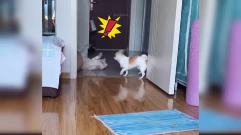 Baby Cats Cute and Funny Cat Videos Compilation