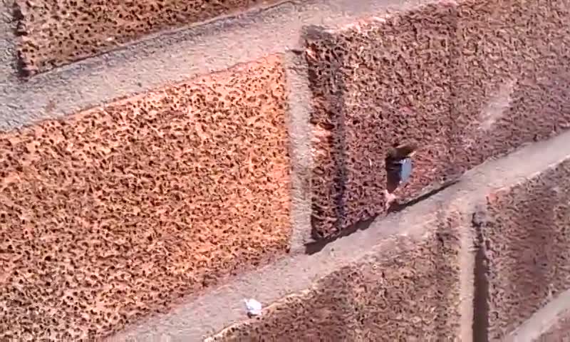 Bee pulls nail out of wall