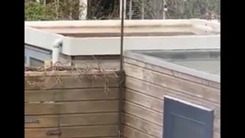 Funny animal videos can't help but laugh