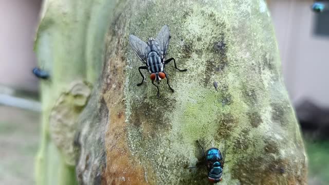 A fly that wipes its hands and feet after doing what needs to be done