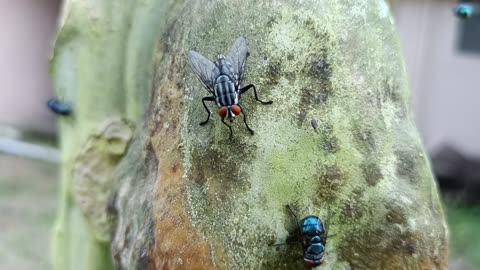 A fly that wipes its hands and feet after doing what needs to be done