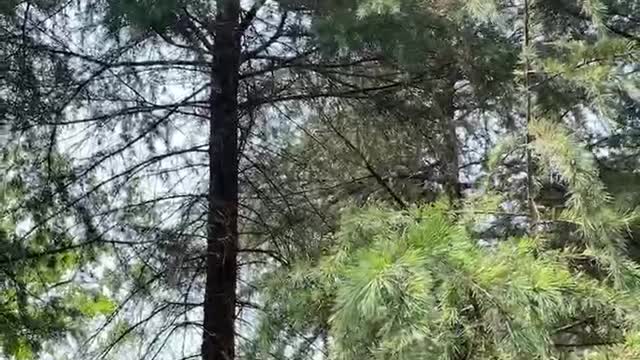 Rest under a big tree