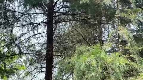 Rest under a big tree