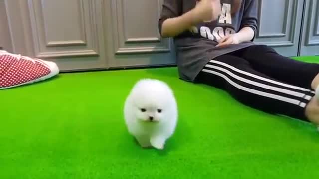 Amazing VIP Micro Thumbelina White PomeranianPuppy For Sale