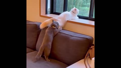 Best Animals 2 Minutes of Funny Cats and Dogs Videos