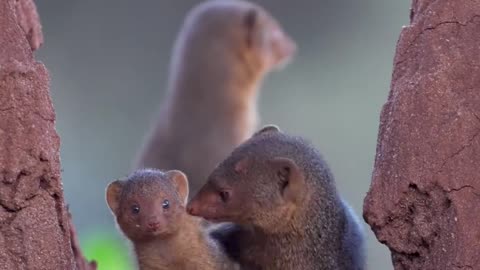 Dwarf Mongoose~They Measure 7-10 Inches Long And Have Tails 4.7 To 8 Inches Long~Males Weigh 11.4 Ounces~Females Are Slightly Smaller