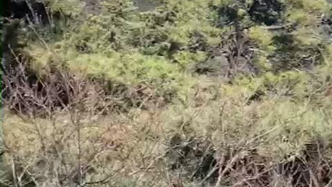 Palgongsan.팔공산