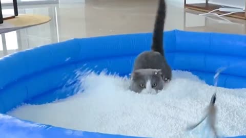 Cute animals #cute#cat#Short#viral#Trending#shortvideo#trendingvideo