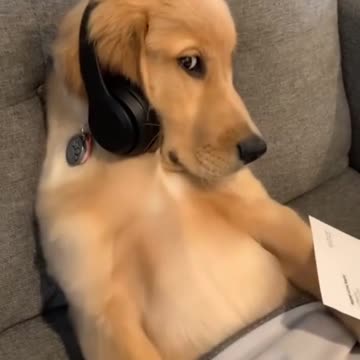 So maybe get a job?#dog #dogsoftiktok #cutedog #pet #puppy #animals #goldenretrie