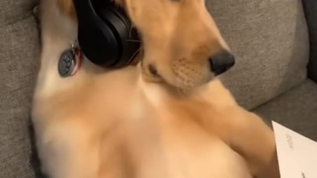 So maybe get a job?#dog #dogsoftiktok #cutedog #pet #puppy #animals #goldenretrie
