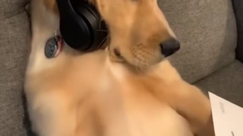 So maybe get a job?#dog #dogsoftiktok #cutedog #pet #puppy #animals #goldenretrie