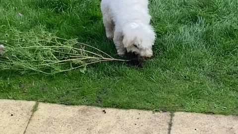 Fluffy Pup Helps with Gardening