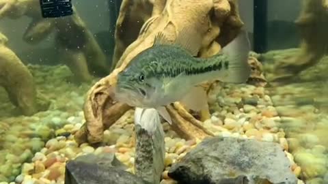 Best fish with me