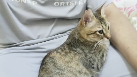 Funny and lovely cat