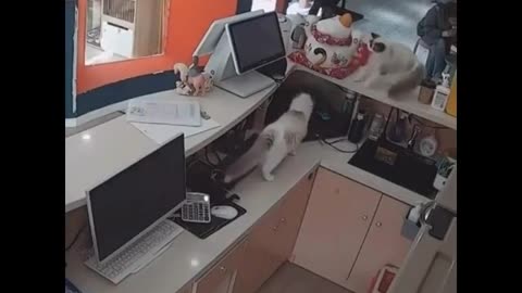 Cats mess