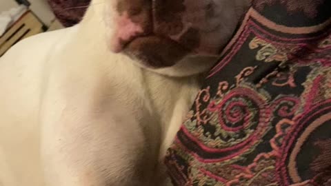 Poor Puppy Noooo