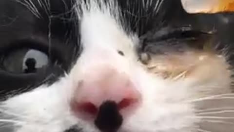 Cute kittens Baby Cats Cute and Funny Cat Videos Compilation