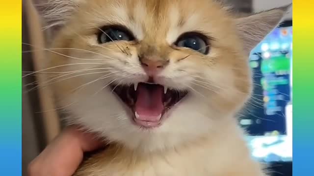 Cute and Funny Cat and Dog Video Compilation #shorts#136