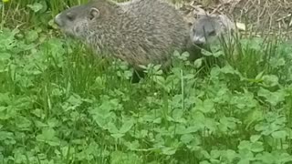 2 gophers