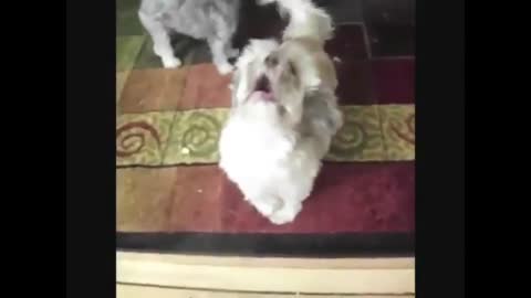 Funny dogs,funny dogs