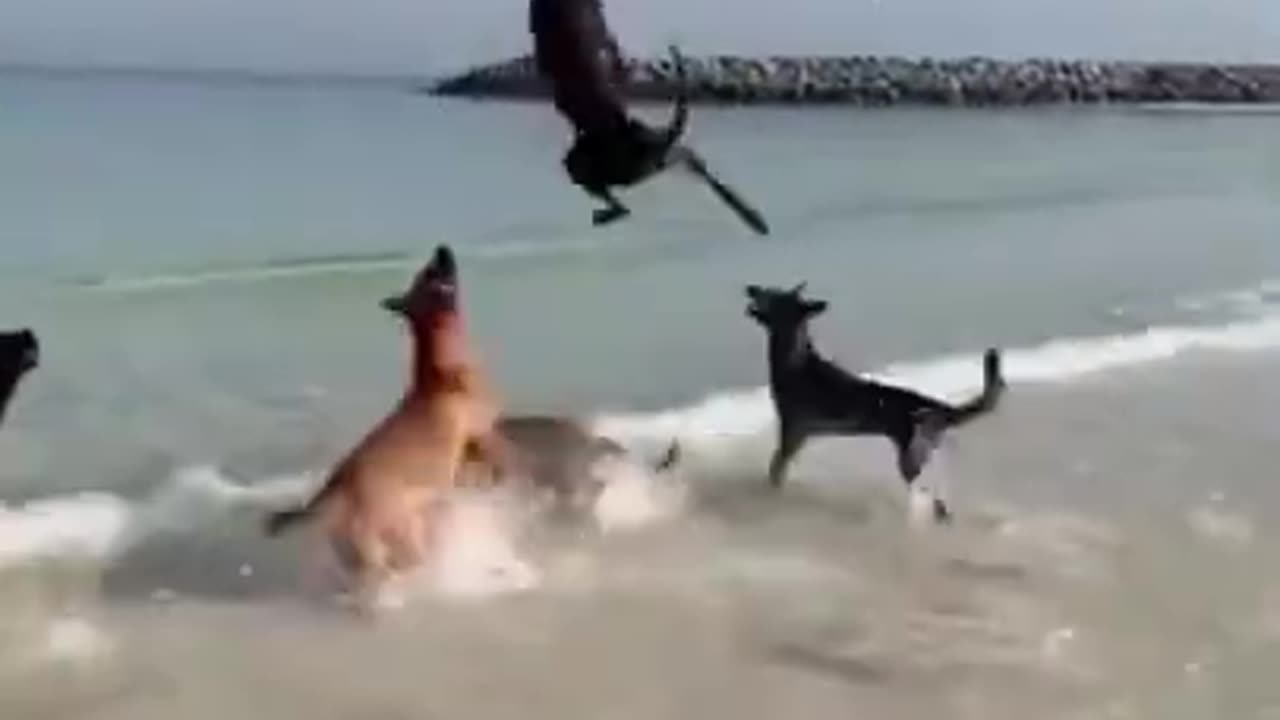 Beach Dogs | Funny Shepherd dogs playing in the beach with Balloon