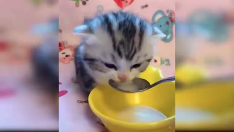 baby cute cat