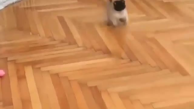PODER CANINO