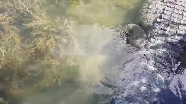 Giant alligators waiting for passing prey