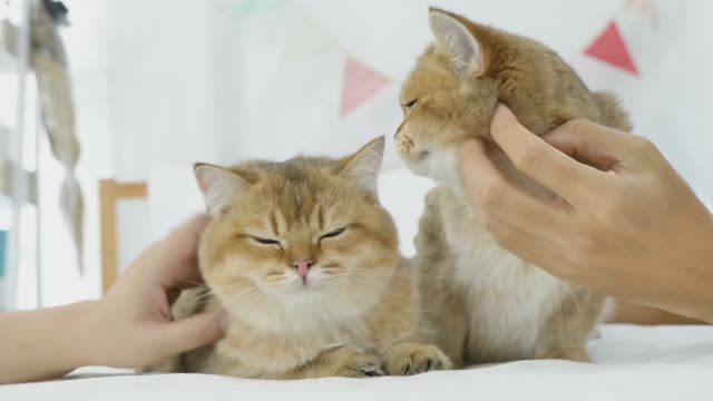KITTENS LOVE CARLINHOS