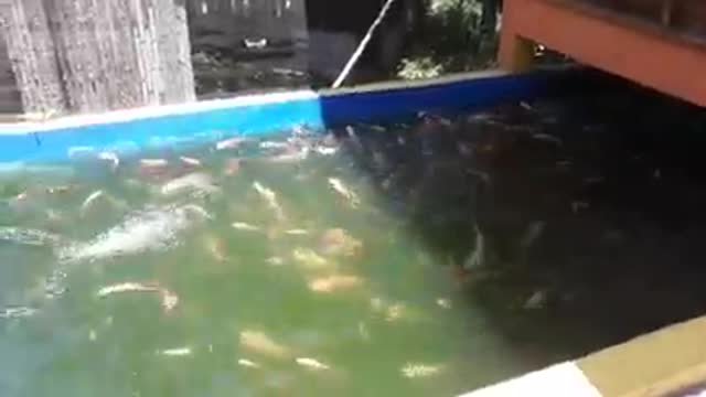 Koi fish collection