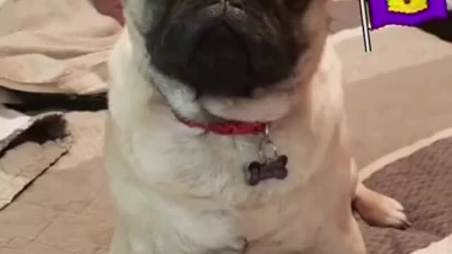 Ultimate Baby Dogs - Cute and Funny Dog Videos