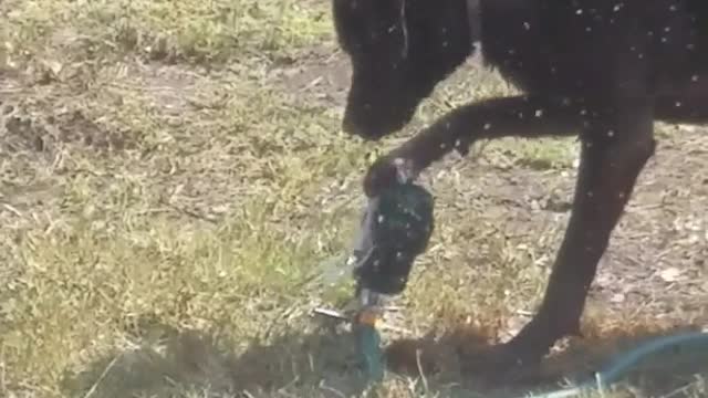 Brown dog mollie drinks water from sprinkler then turns camera