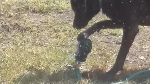 Brown dog mollie drinks water from sprinkler then turns camera