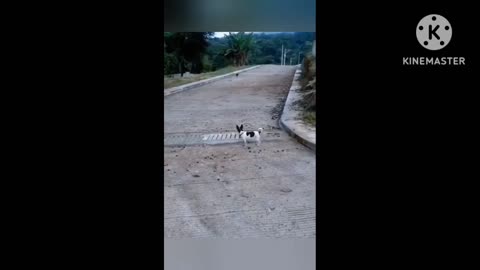 Funny dog