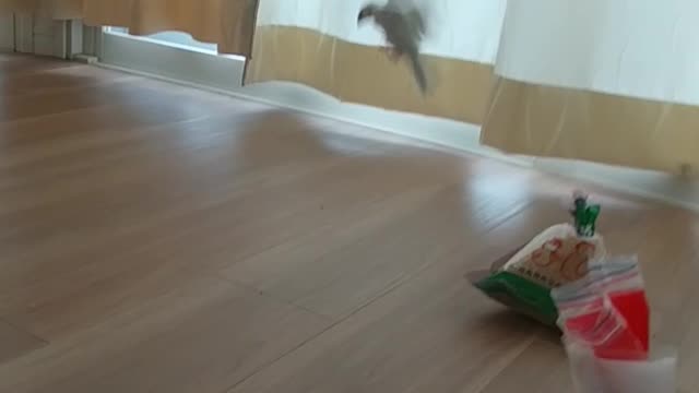 飛んでるつもりのてつ