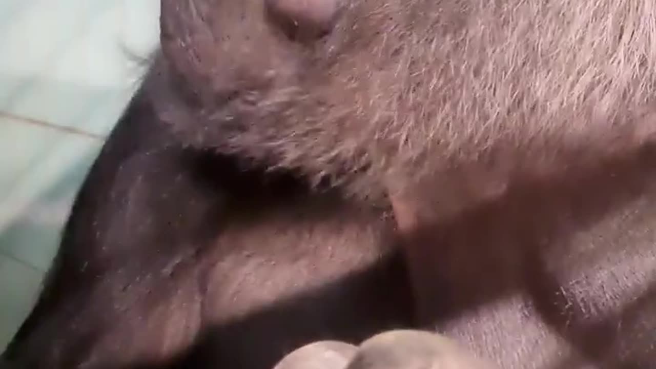 This lovely lady is enjoying her apple 🍎 ❤️ #gorilla #asmr #mukbang #eating #youtubeshorts #animals
