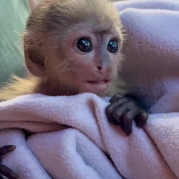 Baby monkey rescue