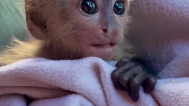 Baby monkey rescue