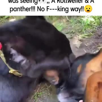 The dog and the panther are good friends