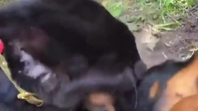 The dog and the panther are good friends