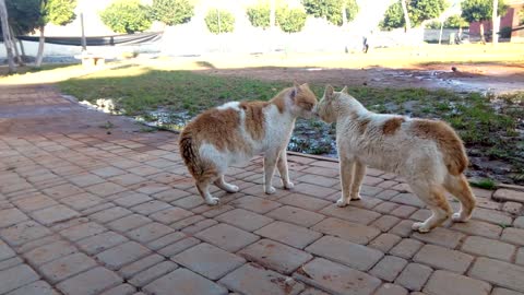 Cute Animal ...Evening Walk