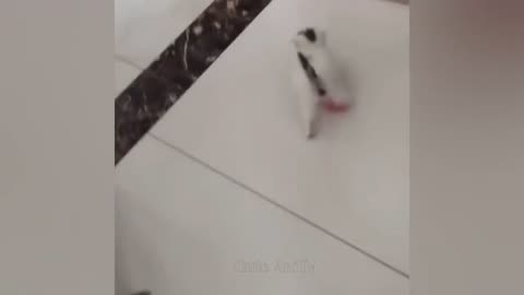 New Funny Videos 2024 😍 Cutest Cats and Dogs 🐱🐶 Part 143