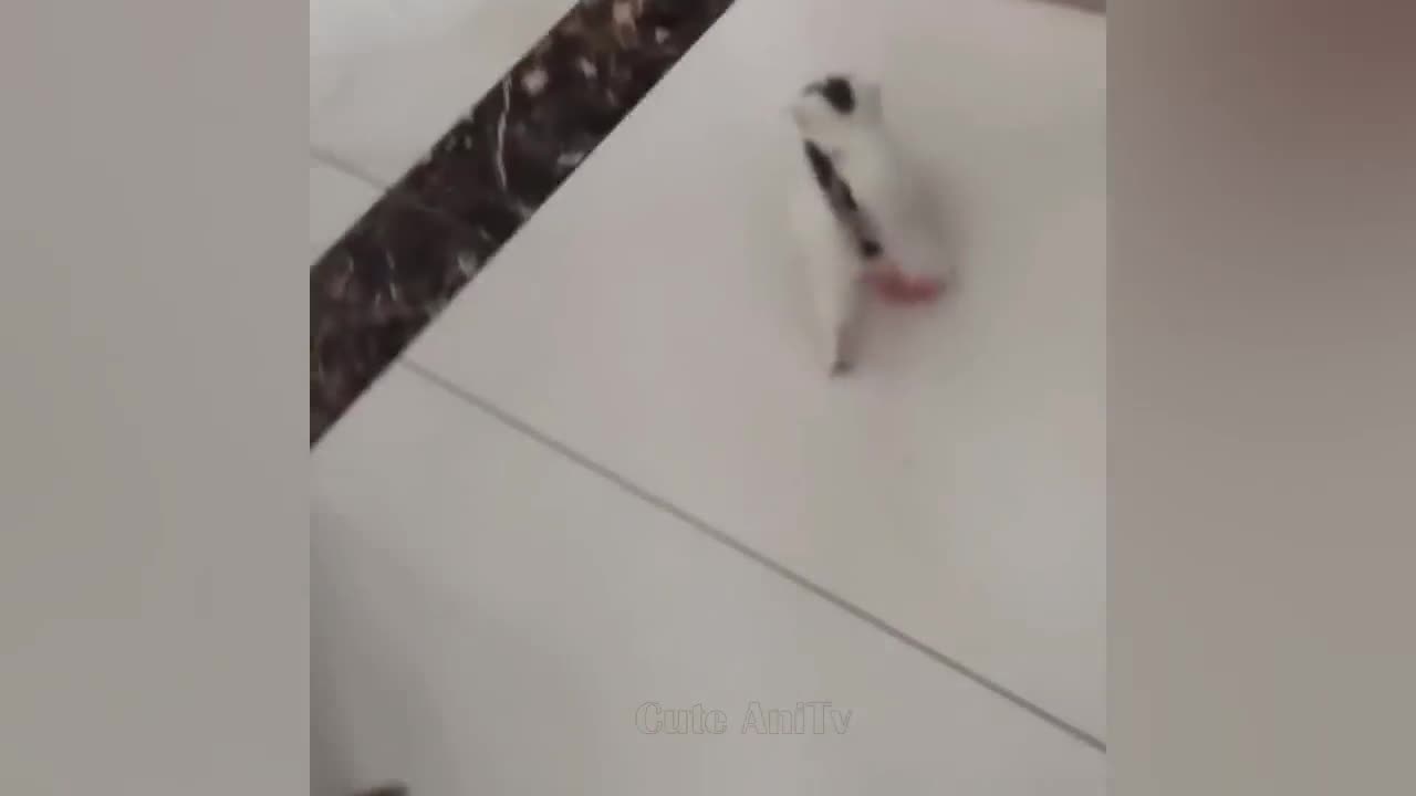 New Funny Videos 2024 😍 Cutest Cats and Dogs 🐱🐶 Part 143