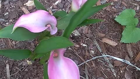 Pink calla lily